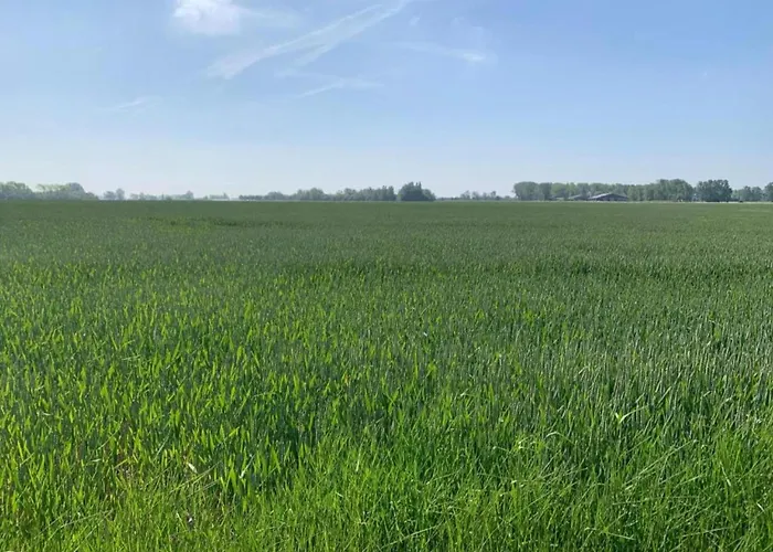 In Near The * ニーウポールト